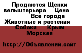 Продаются Щенки вельштерьера  › Цена ­ 27 000 - Все города Животные и растения » Собаки   . Крым,Морская